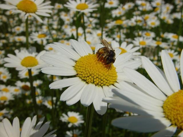 Biene auf Margrite 1