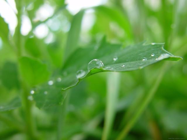 Gras mit Regentropfen