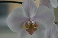 Orchideen mit Zoomobjektiv 1