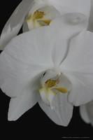 Orchideen mit Zoomobjektiv 3