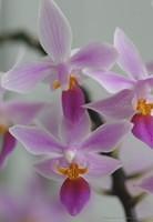 Orchideen mit Zoomobjektiv 5