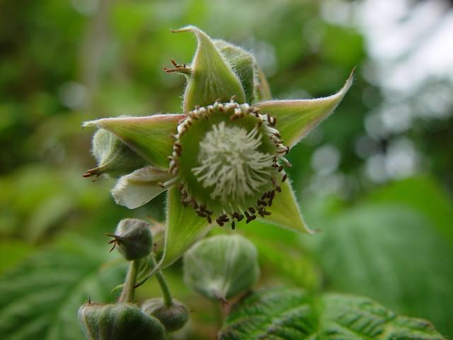 Himbeeren Blu te