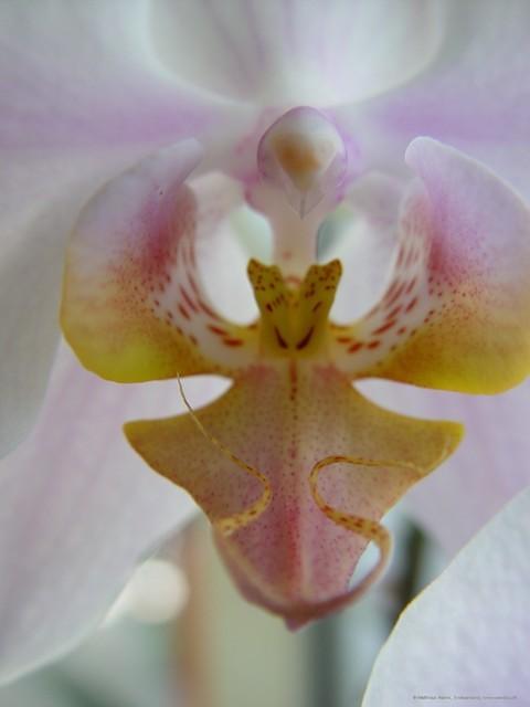 Orchidee