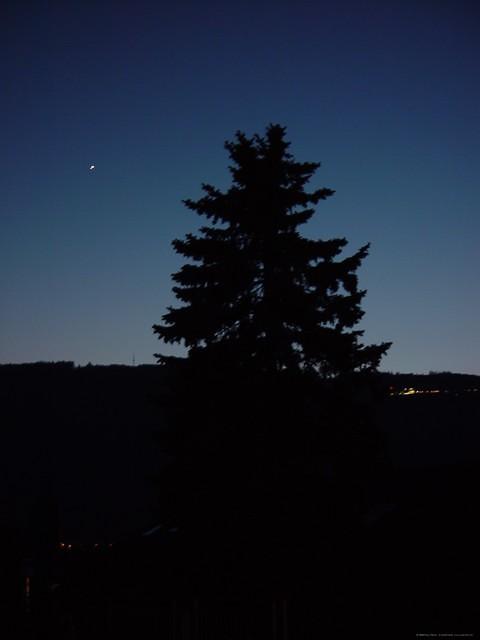 Tanne Stern Magglingen