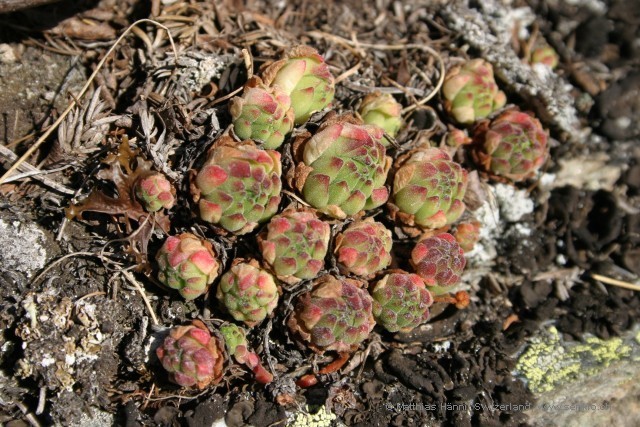 auf dem Susten 2.sized