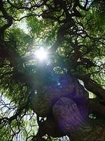 Baum im Gegenlicht