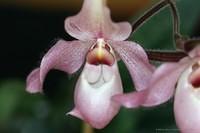 Frauenschuh mit Zoomobjektiv