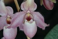 Frauenschuh mit Zoomobjektiv 1