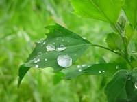 Gras mit Regentropfen 1