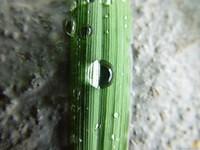 Gras mit Regentropfen 2