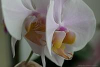 Orchideen mit Zoomobjektiv