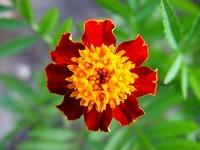 Tagetes